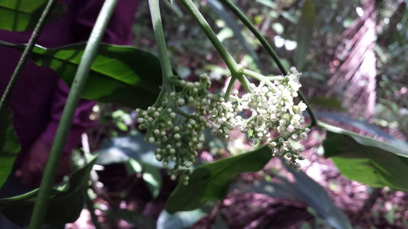 Melicope magnifolia, photographed by Romer N. Rabarijaona