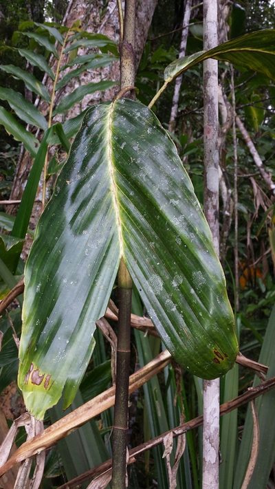 Dypsis metallica, photographed by Romer N. Rabarijaona