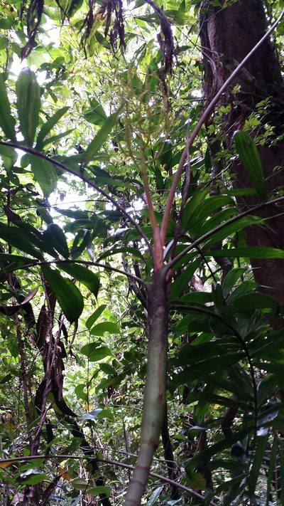Dypsis confusa, photographed by Romer N. Rabarijaona