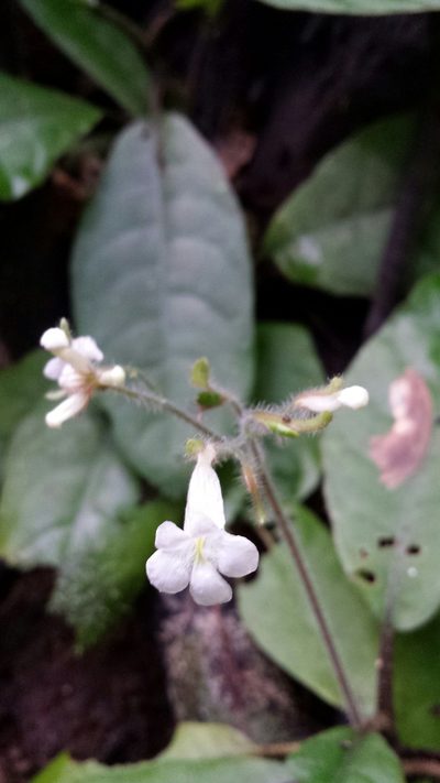 Podorungia gesnerioides, photographed by Romer N. Rabarijaona