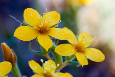 Mentzelia affinis, photographed by Ken-ichi Ueda