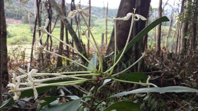 Ixora masoalensis, photographed by Romer N. Rabarijaona