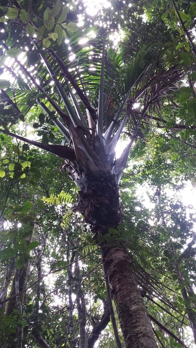 Masoala madagascariensis, photographed by Romer N. Rabarijaona