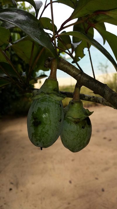 Diospyros squamosa, photographed by Romer N. Rabarijaona