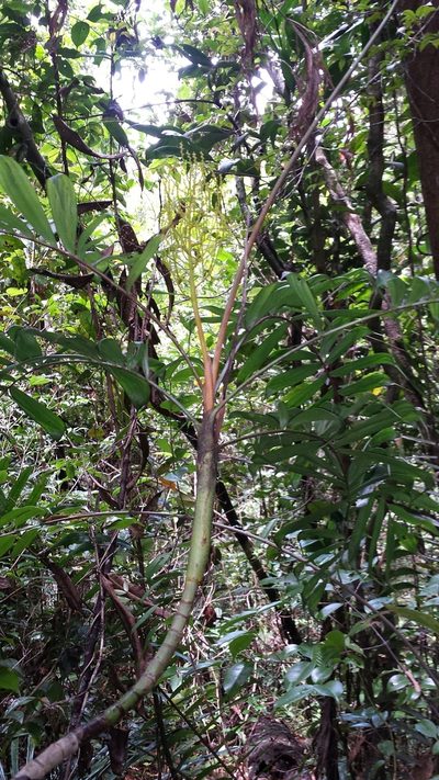 Dypsis confusa, photographed by Romer N. Rabarijaona