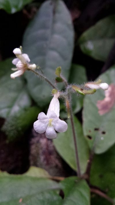 Podorungia gesnerioides, photographed by Romer N. Rabarijaona