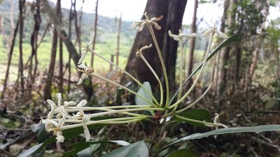 Ixora masoalensis, photographed by Romer N. Rabarijaona