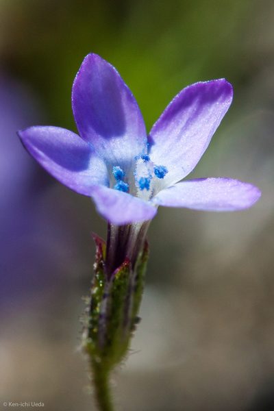 Gilia minor, photographed by Ken-ichi Ueda
