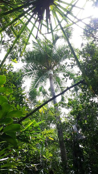 Chrysalidocarpus carlsmithii, photographed by Romer N. Rabarijaona