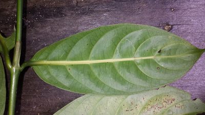 Gaertnera arenaria, photographed by Romer N. Rabarijaona