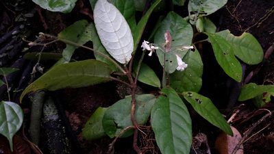 Podorungia gesnerioides, photographed by Romer N. Rabarijaona