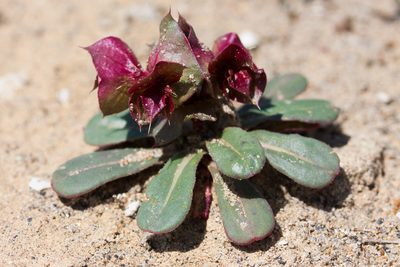 Mucronea perfoliata, photographed by Ken-ichi Ueda