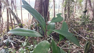 Ixora masoalensis, photographed by Romer N. Rabarijaona