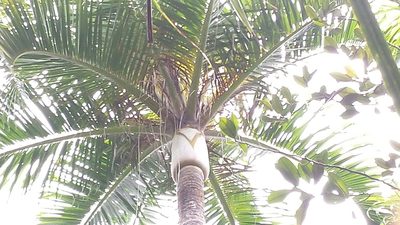 Chrysalidocarpus carlsmithii, photographed by Romer N. Rabarijaona