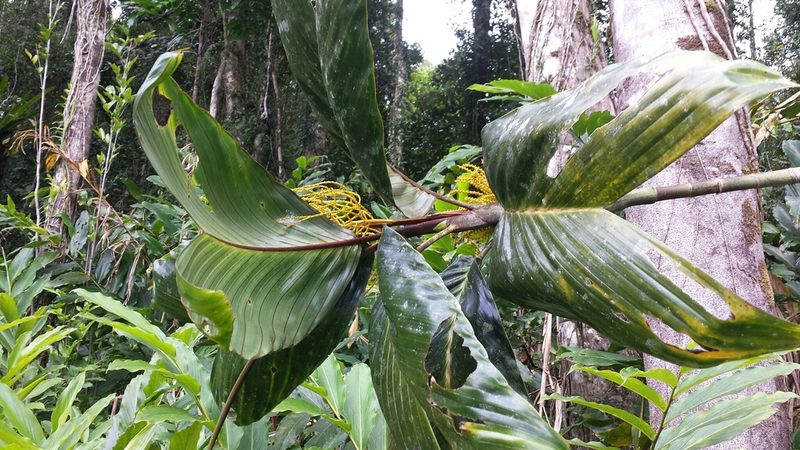 Dypsis metallica, photographed by Romer N. Rabarijaona