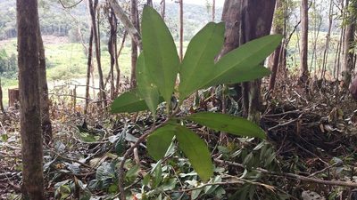 Ixora masoalensis, photographed by Romer N. Rabarijaona