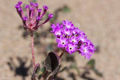 Abronia pogonantha, photographed by Ken-ichi Ueda