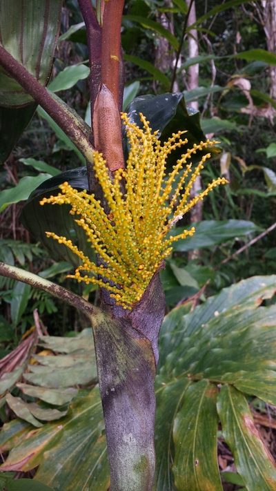 Dypsis metallica, photographed by Romer N. Rabarijaona