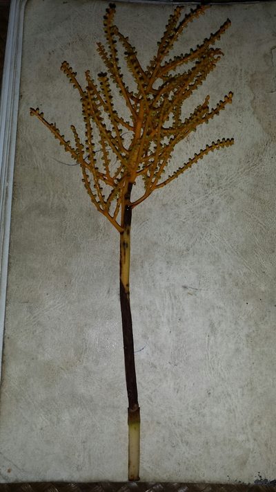 Dypsis metallica, photographed by Romer N. Rabarijaona
