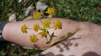 Bupleurum ranunculoides, photographed by Wolfgang Jauch