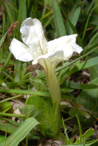 Ruellia morongii, photographed by aacocucci