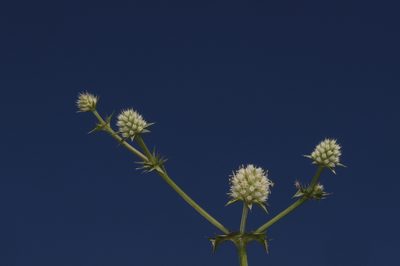 Eryngium nudicaule, photographed by aacocucci
