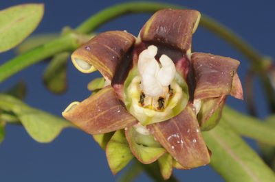 Araujia megapotamica, photographed by aacocucci