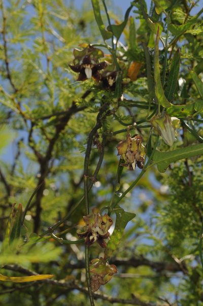 Araujia megapotamica, photographed by aacocucci