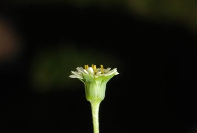 Eclipta elliptica, photographed by aacocucci