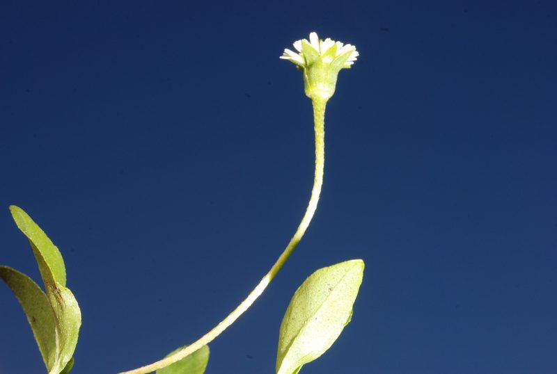 Eclipta elliptica, photographed by aacocucci