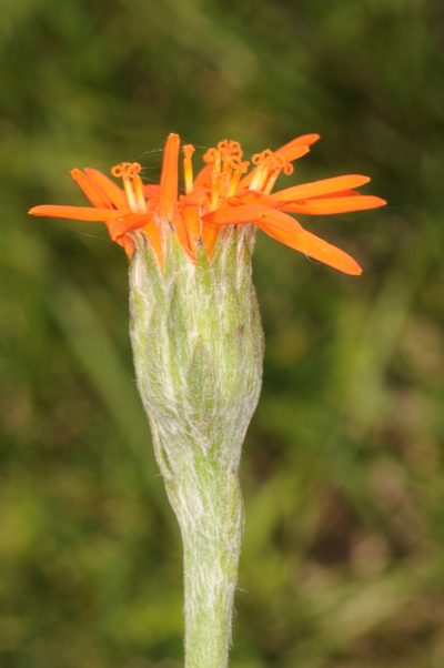Criscia stricta, photographed by aacocucci