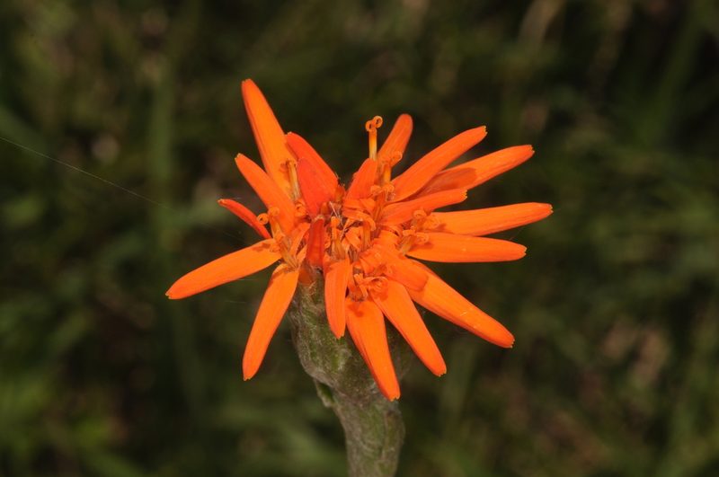 Criscia stricta, photographed by aacocucci