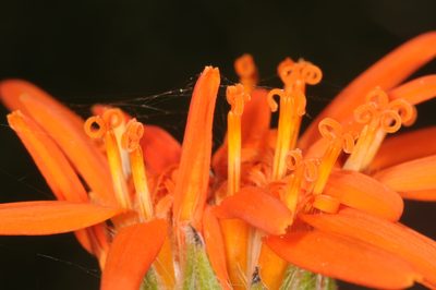 Criscia stricta, photographed by aacocucci