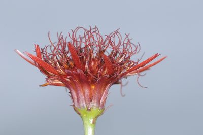 Isostigma peucedanifolium, photographed by aacocucci