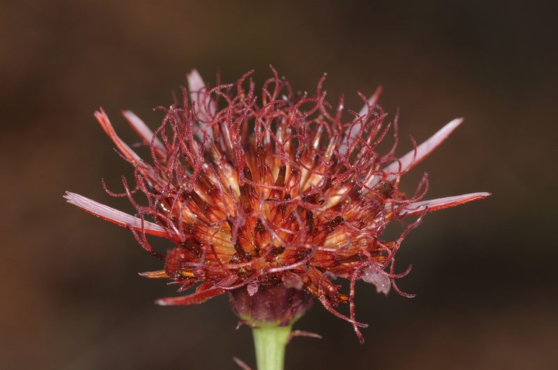 Isostigma peucedanifolium, photographed by aacocucci