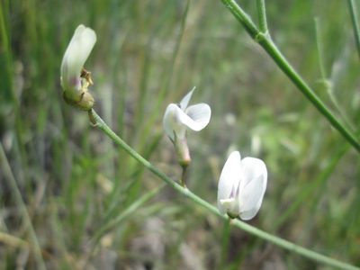 Astragalus convallarius, photographed by Nolan Exe