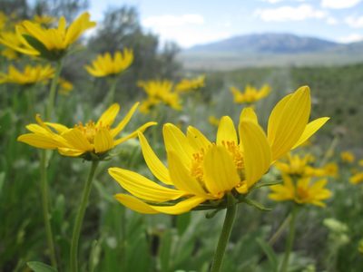 Helianthella uniflora, photographed by Nolan Exe
