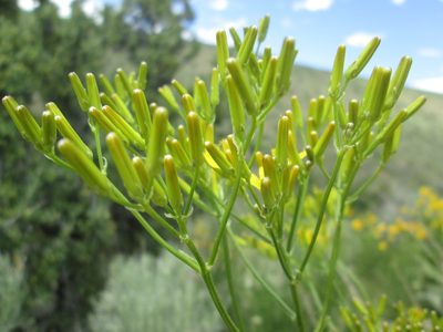 Crepis acuminata, photographed by Nolan Exe