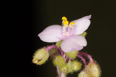 Tripogandra glandulosa, photographed by aacocucci