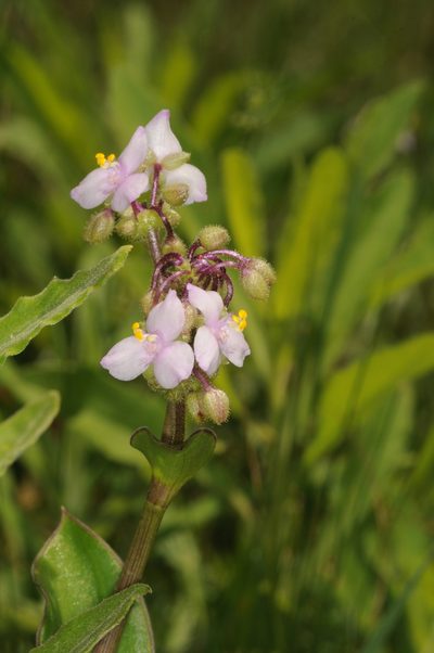 Tripogandra glandulosa, photographed by aacocucci