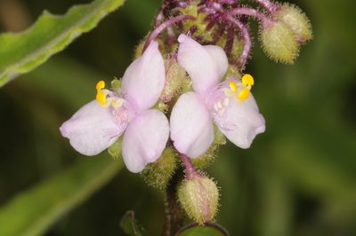 Tripogandra glandulosa, photographed by aacocucci