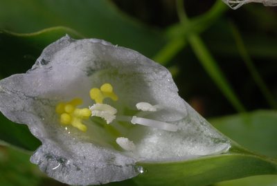 Commelina platyphylla, photographed by aacocucci