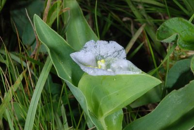 Commelina platyphylla, photographed by aacocucci