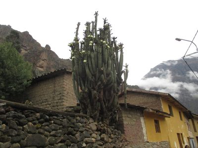 Trichocereus cuzcoensis, photographed by Jorge Armín Escalante-Pasos