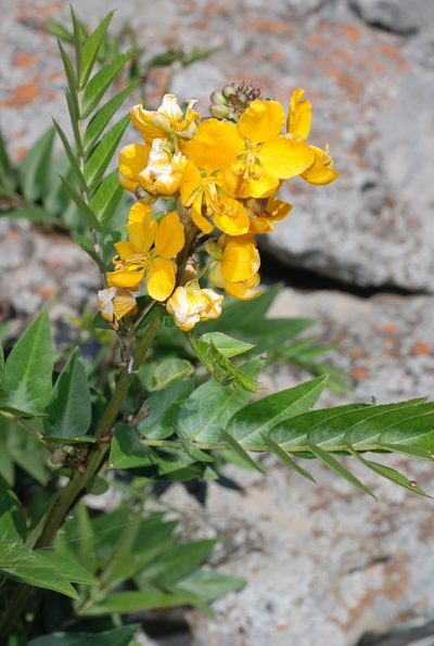 Senna scabriuscula, photographed by aacocucci