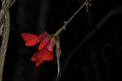 Camptosema rubicundum, photographed by aacocucci