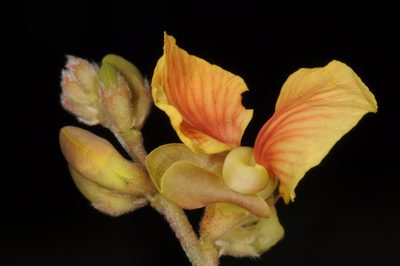 Macroptilium prostratum, photographed by aacocucci