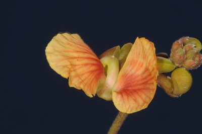 Macroptilium prostratum, photographed by aacocucci
