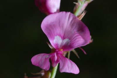 Indigofera asperifolia, photographed by aacocucci