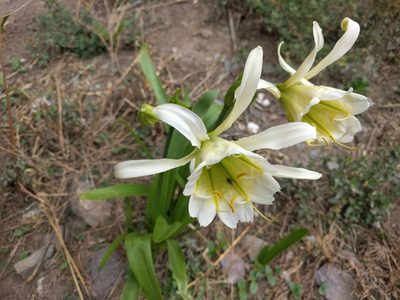 Ismene hawkesii, photographed by Quillipede